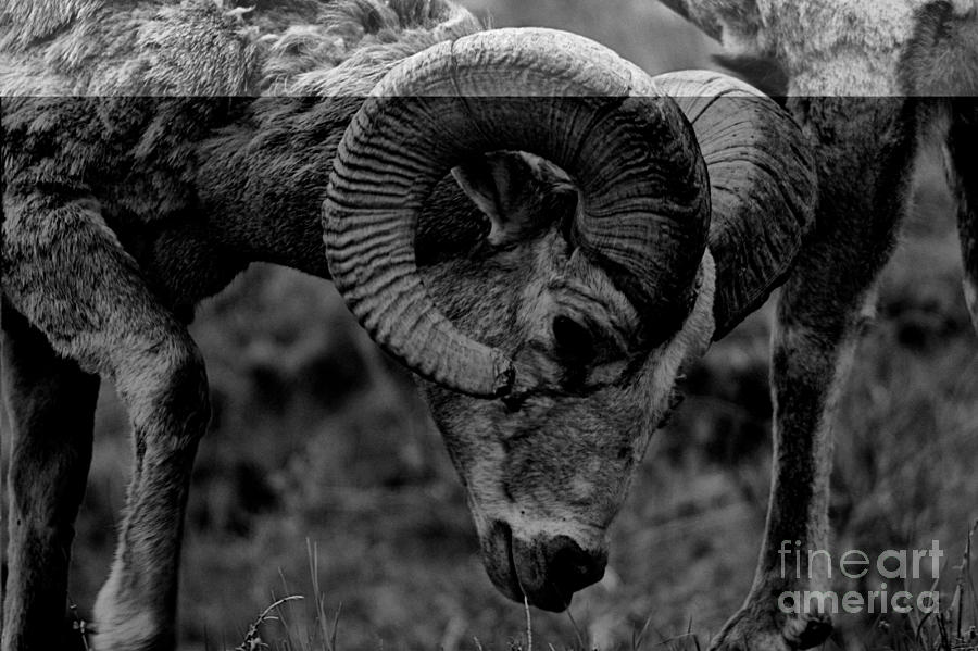 The Bloody Bighorn Warrior Black And White Photograph by Adam Jewell