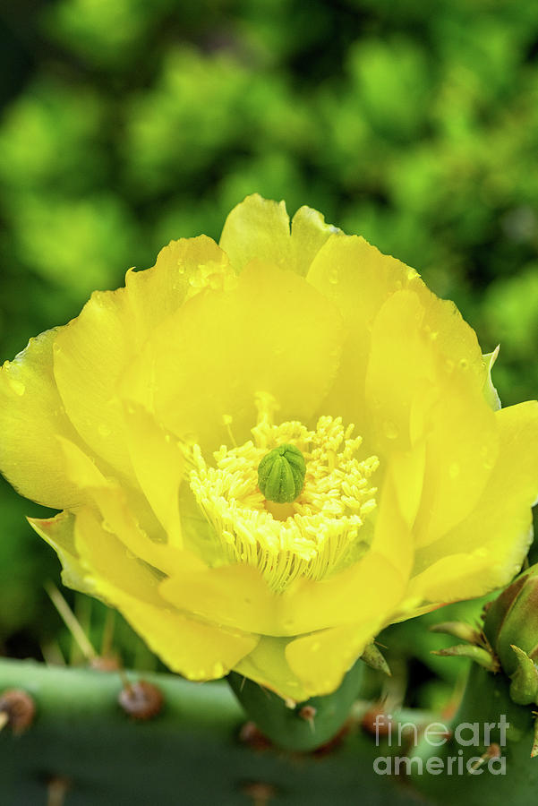 The Blooming Cactus II Photograph by Willie Harper