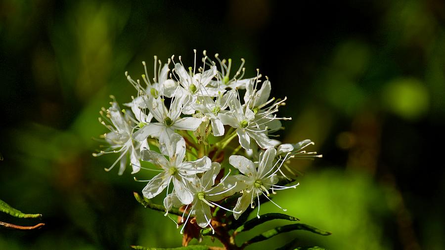 The Blossoming Ledum Palustre In The Solar Summer Wood Photograph