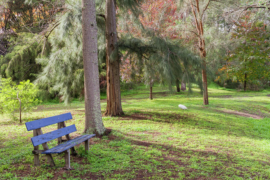 The Blue Bench Seat Photograph by Elaine Teague