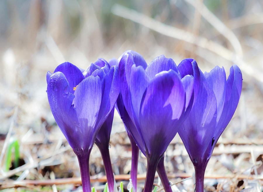 The blue crocus Photograph by Nick Mares