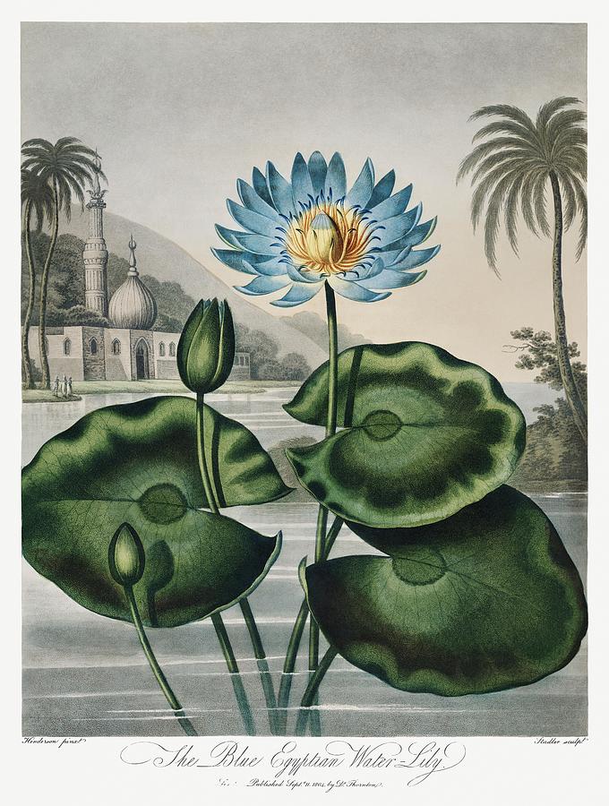 The Blue Egyptian Water-Lily from The Temple of Flora - 1807 by Robert John Thornton Painting by Les Classics
