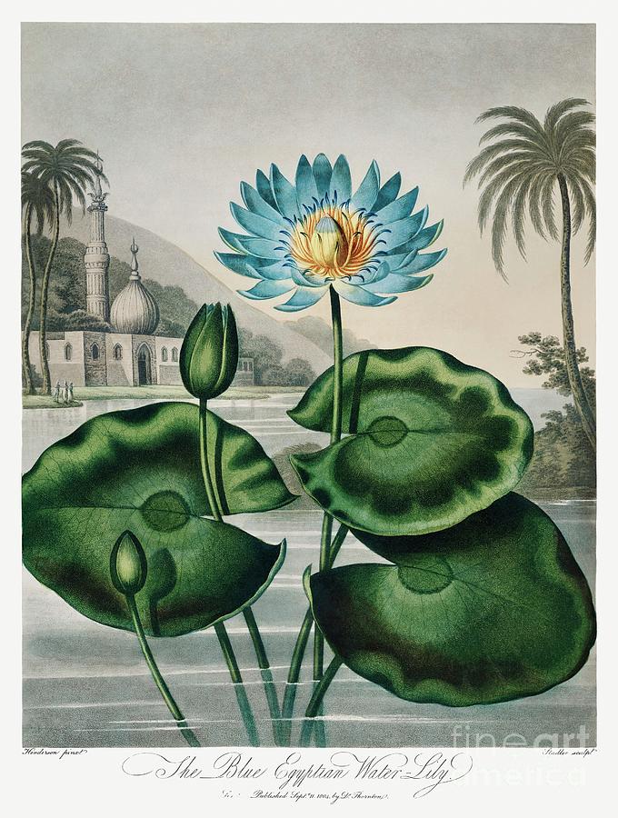 The Blue Egyptian Water-Lily from The Temple of Flora 1807 by Robert John Thornton. Painting by Shop Ability