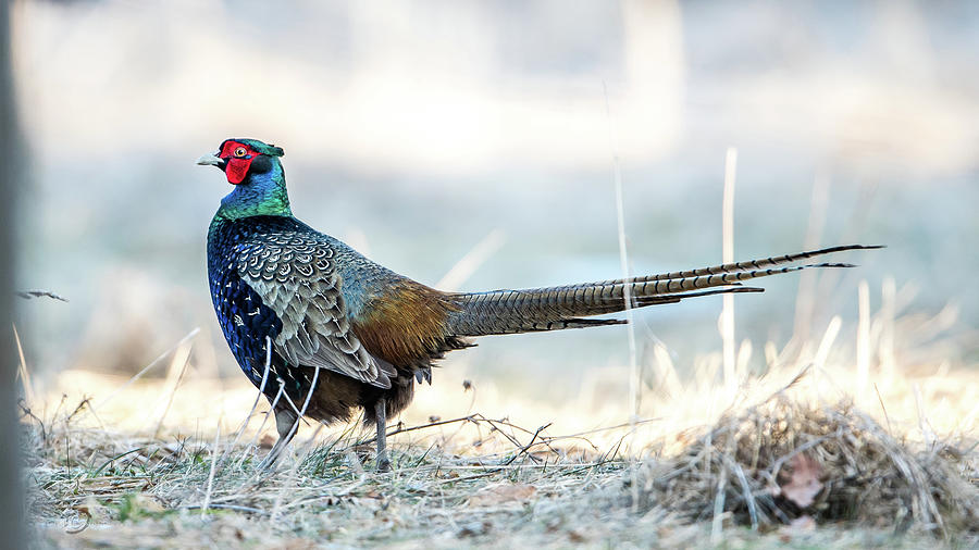 The Blue Green Pheasant Beauty Photograph by Torbjorn Swenelius