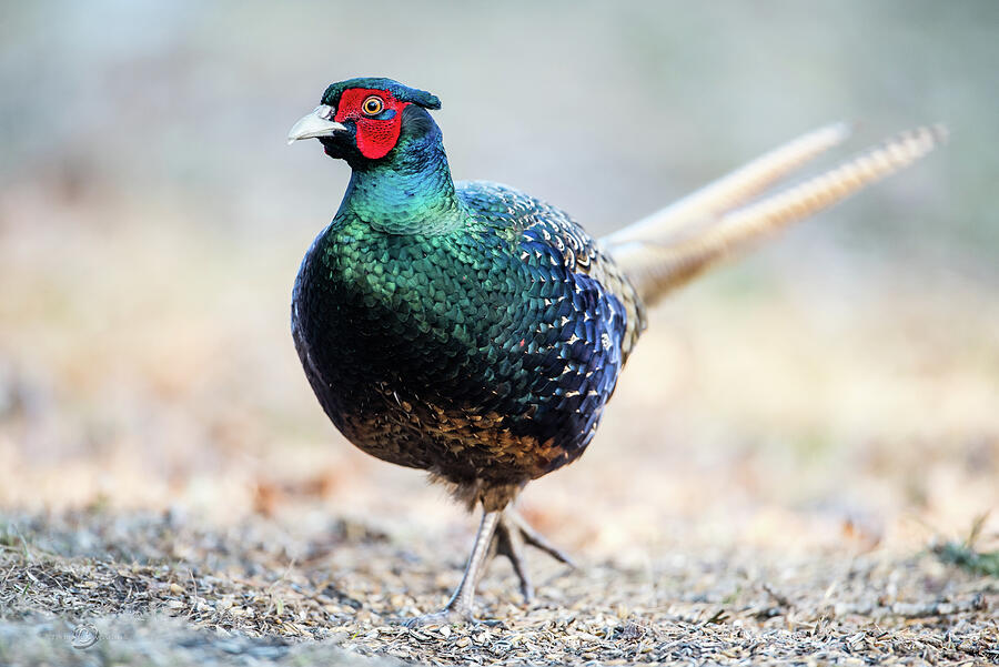 The Blue Green Pheasant Beautys stroll Photograph by Torbjorn Swenelius