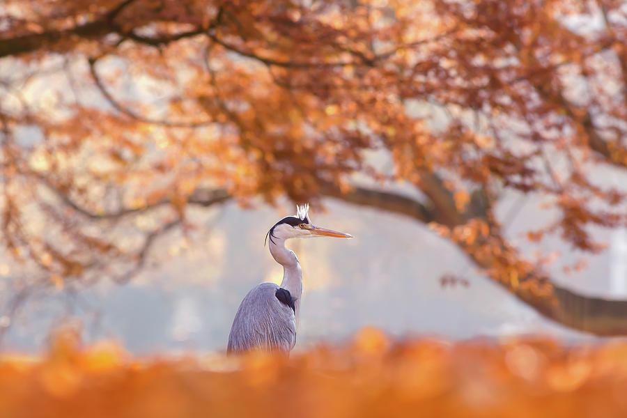 Egret Photograph - The Blue Heron and the Red Tree by Roeselien Raimond