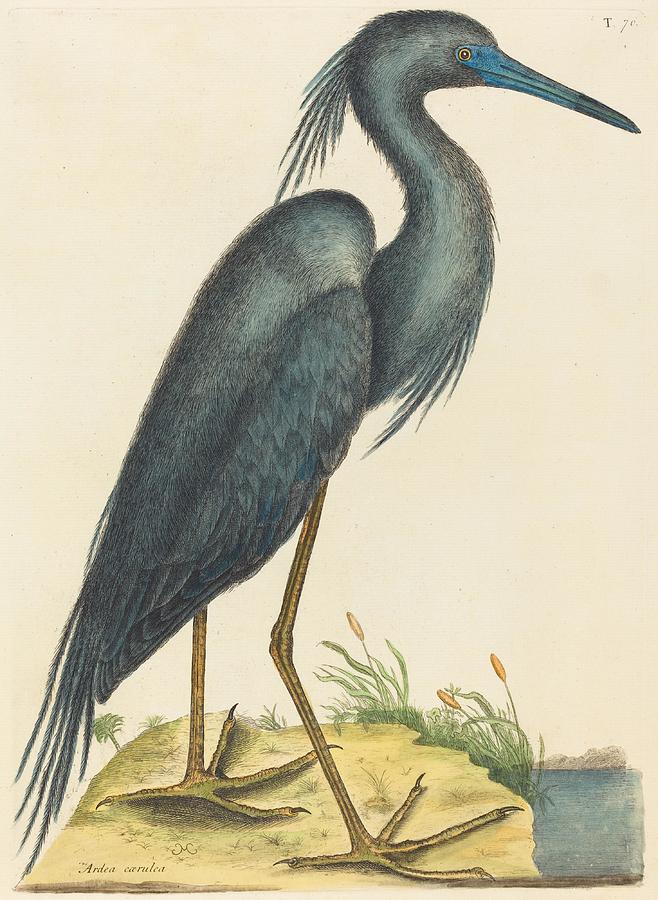 The Blue Heron Ardea coerulea art Drawing by Mark Cates English - Fine ...