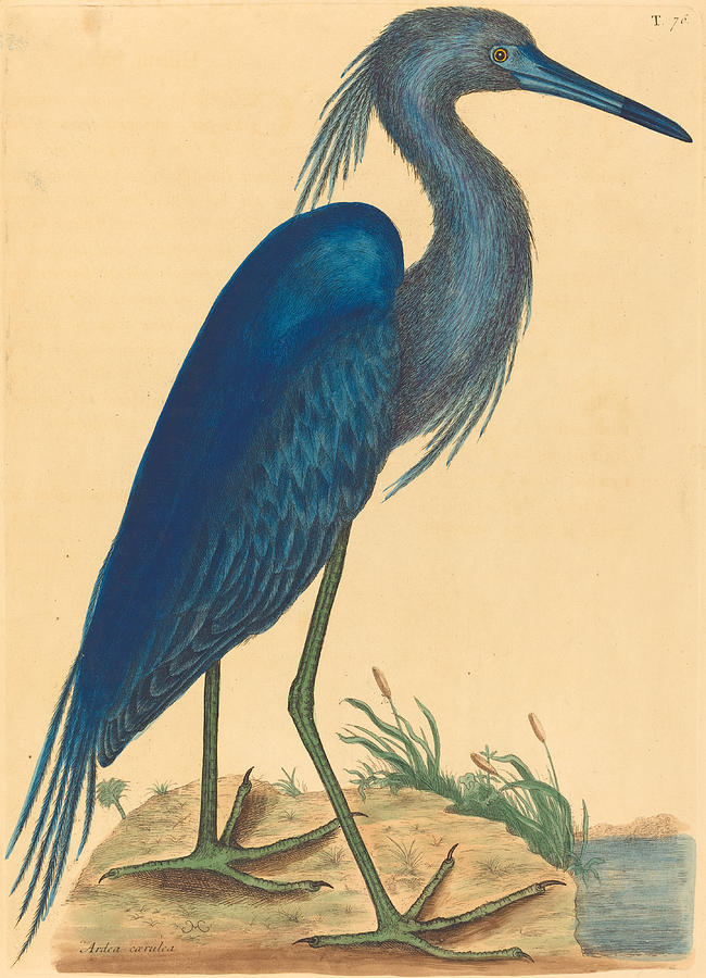 The Blue Heron, Ardea coerulea Drawing by Mark Catesby
