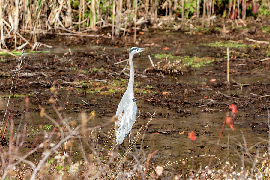 The Blue Heron Photograph by William E Rogers - Fine Art America