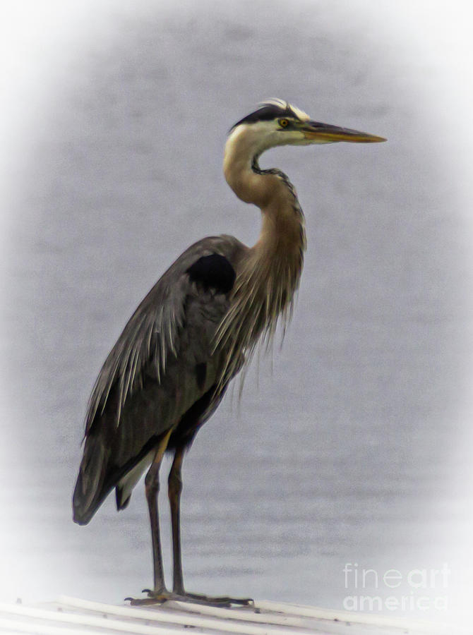 Heron Photograph - The Blue Heron by William Norton