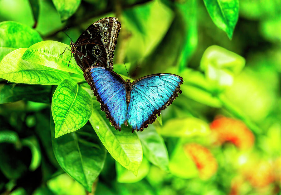 The Blue Morpho Butterfly Photograph by Kay Brewer