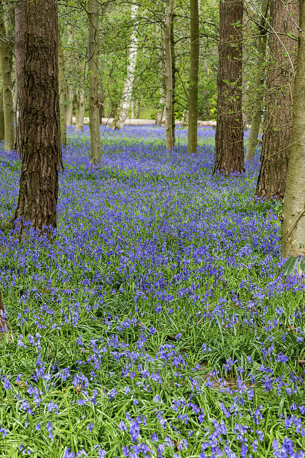 The Bluebell Path Photograph by Shirley Mitchell