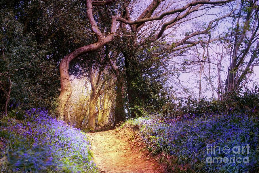 The Bluebell Trail Photograph by Alison Chambers - Fine Art America