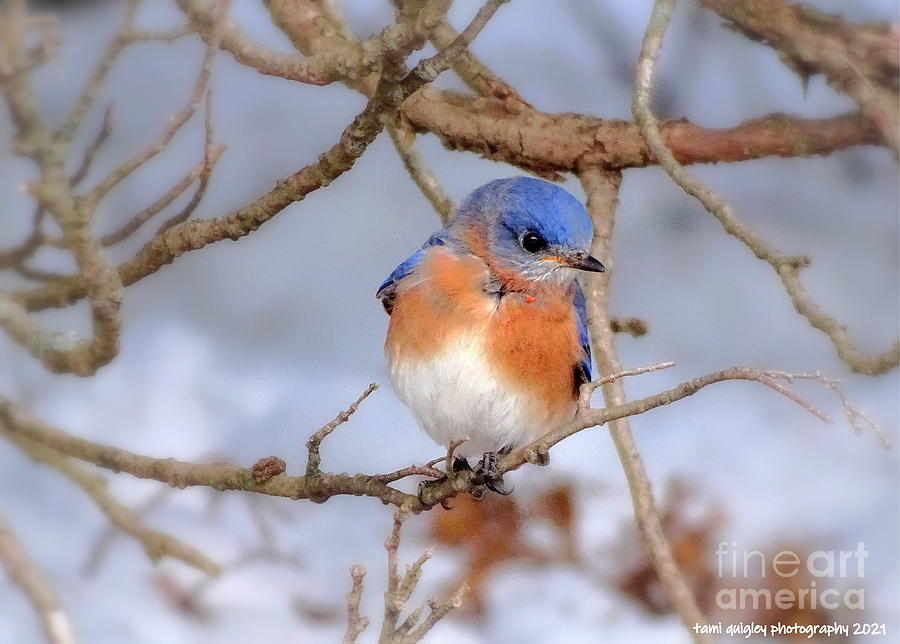 The Bluebird of Happiness In Winter Photograph by Tami Quigley