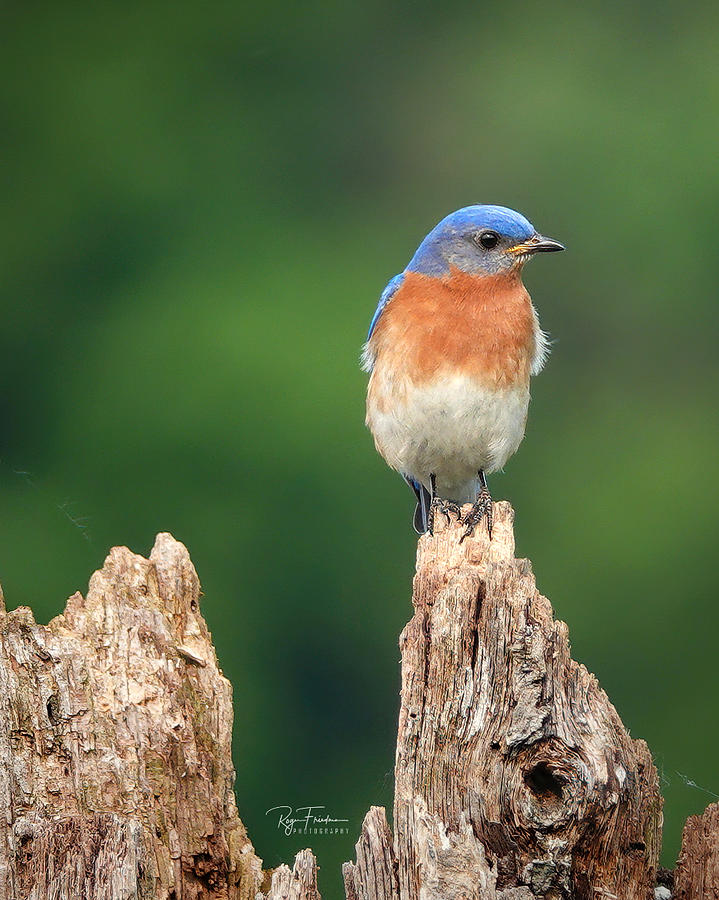 The Bluebird Photograph by Roger Friedman