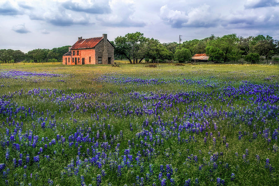 Texas Print-The Bluebonnet House of Texas  Photograph by Harriet Feagin
