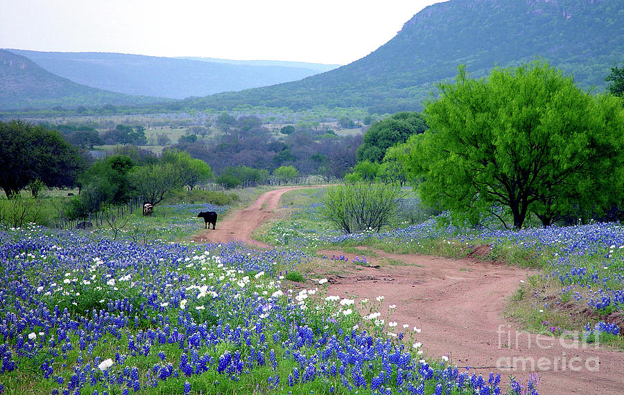 The Bluebonnet Trail Photograph by A C Kandler - Pixels