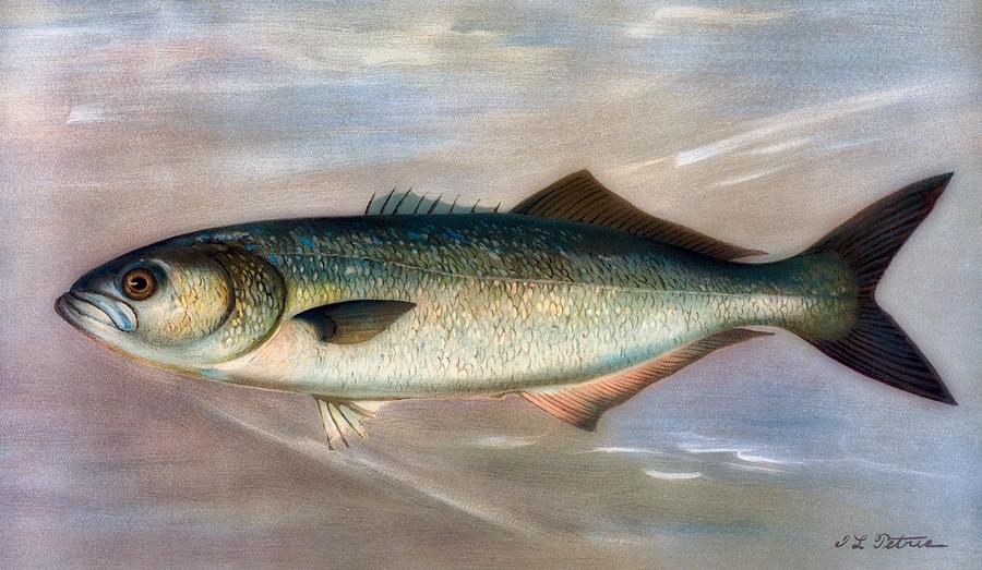 bluefish painting