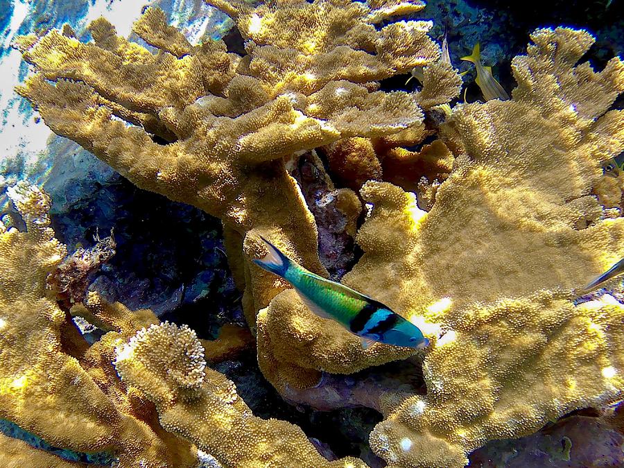 Holiday Photograph - The Bluehead Wrasse by Spacewalk
