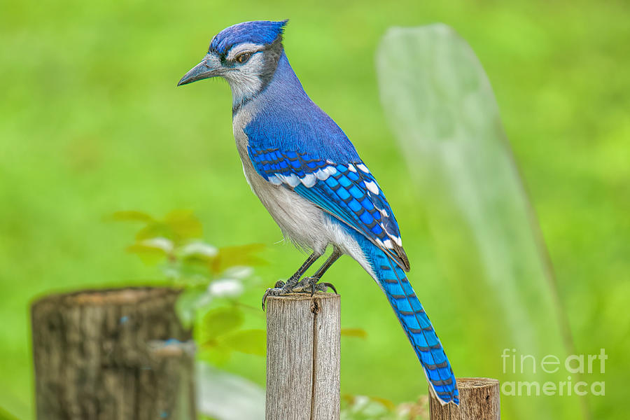 The Bluejay Photograph by Judy Kay