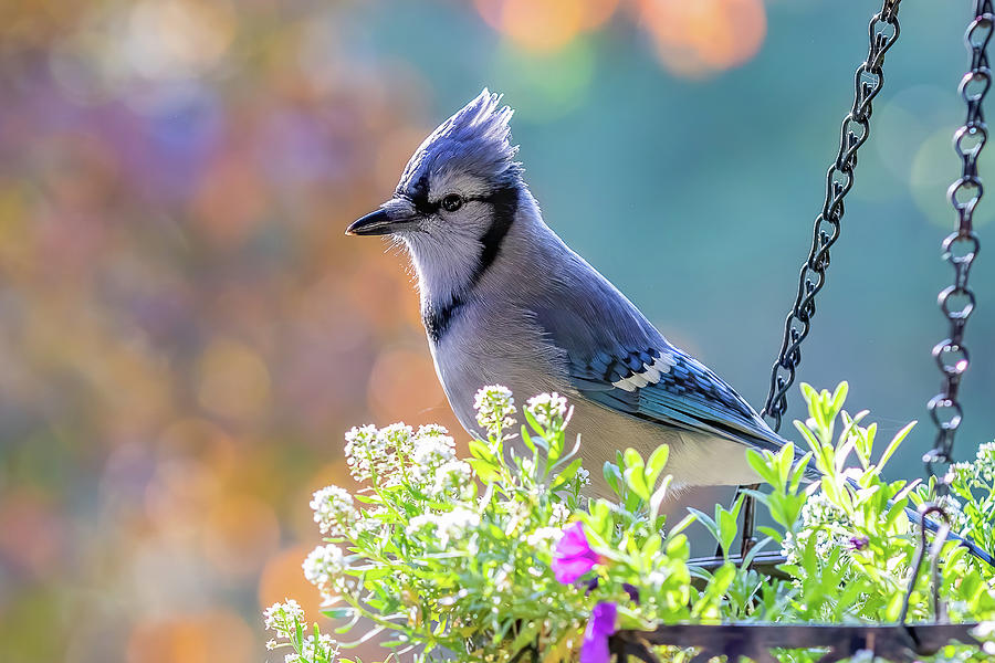 The Bluejay Photograph by Vicki Stansbury