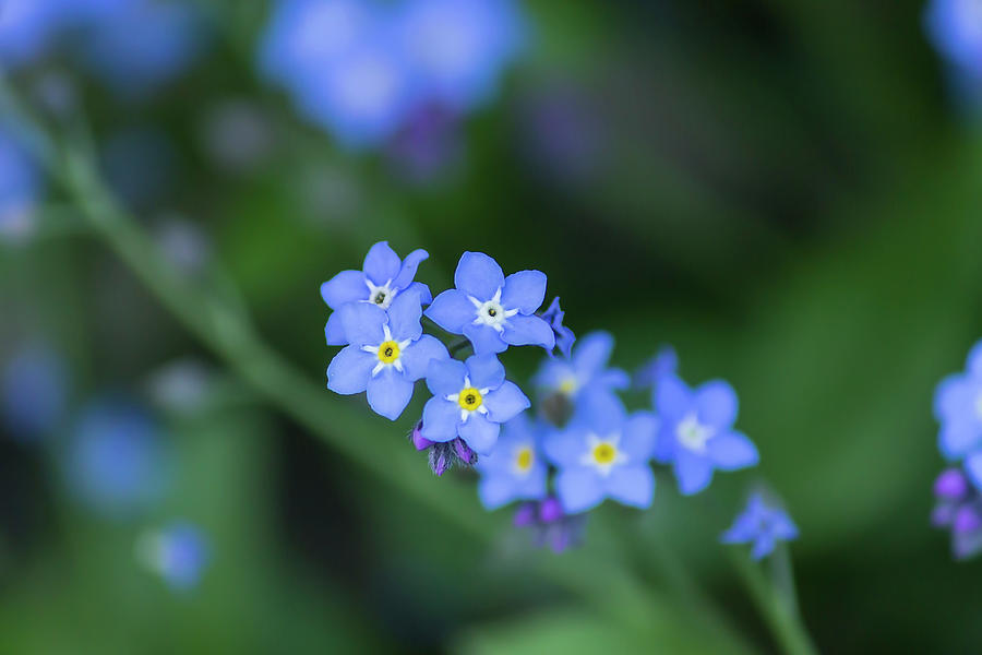 The Blues Photograph by John Velocci - Fine Art America