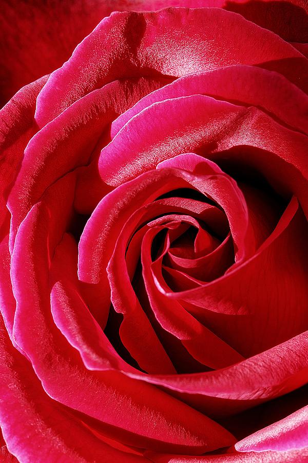 Rose photography blushing Home
