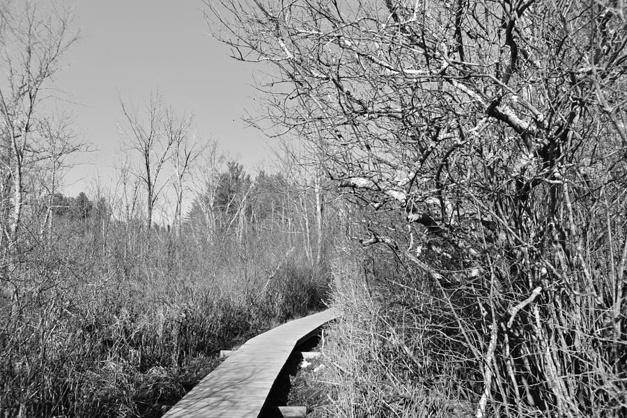 The Boardwalk In The Swamp 1 Photograph