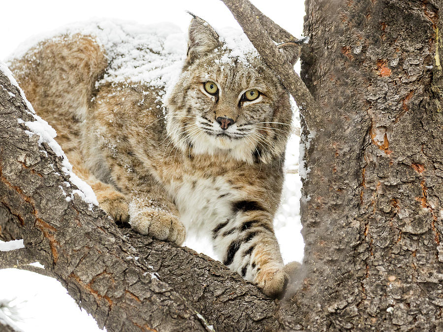 The Bobcat Photograph by Vicki Stansbury