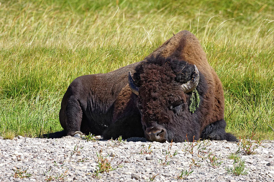 The Bohemian -- American Bison in Yellowstone National Park, Wyoming Photograph by Darin Volpe