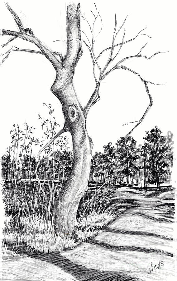 The 'BOO' Tree Drawing by Janet Felts - Fine Art America