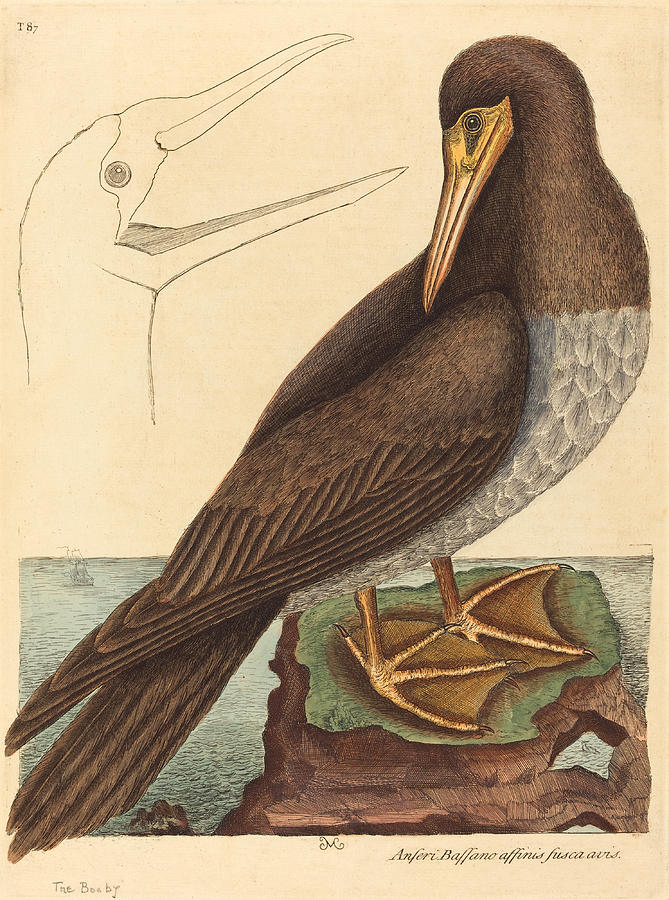Mark Catesby Drawing - The Booby, Pelecanus Sula by Mark Catesby