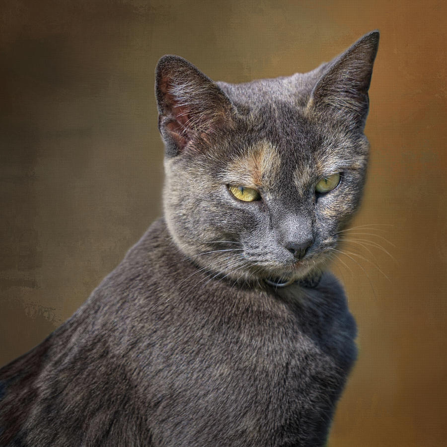 The Boss - Cat Photograph by Nikolyn McDonald
