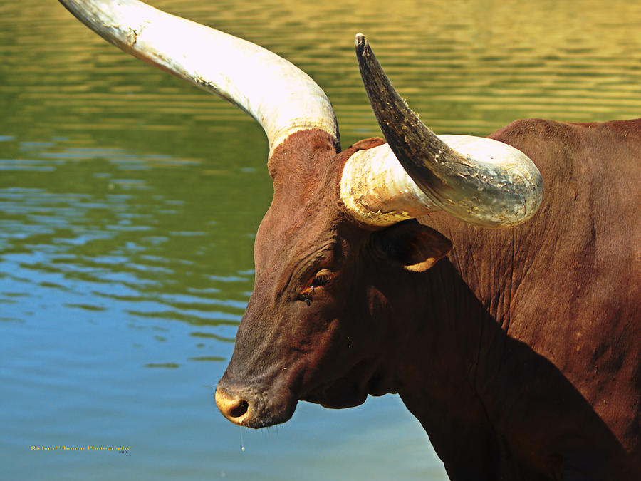 The Boss Watusi Bull  Photograph by Richard Thomas