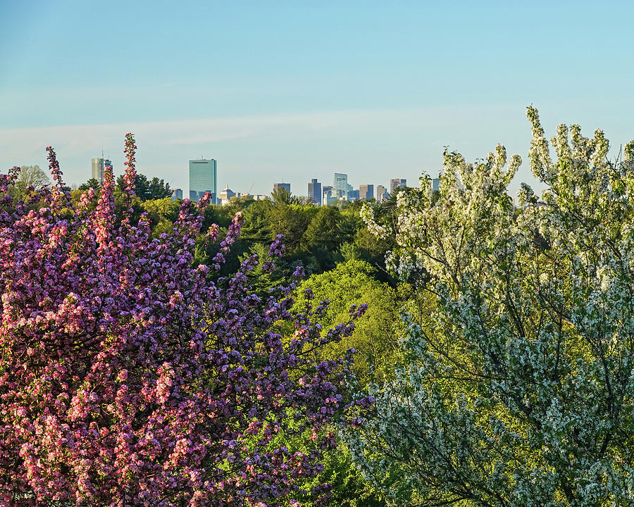 The Boston Skyline through the Spring Trees from Arnold Arboretum Photograph by Toby McGuire
