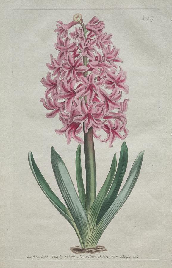 The Botanical Magazine or Flower Garden Displayed Garden Hyacinth 1806 Thomas Curtis Painting by MotionAge Designs