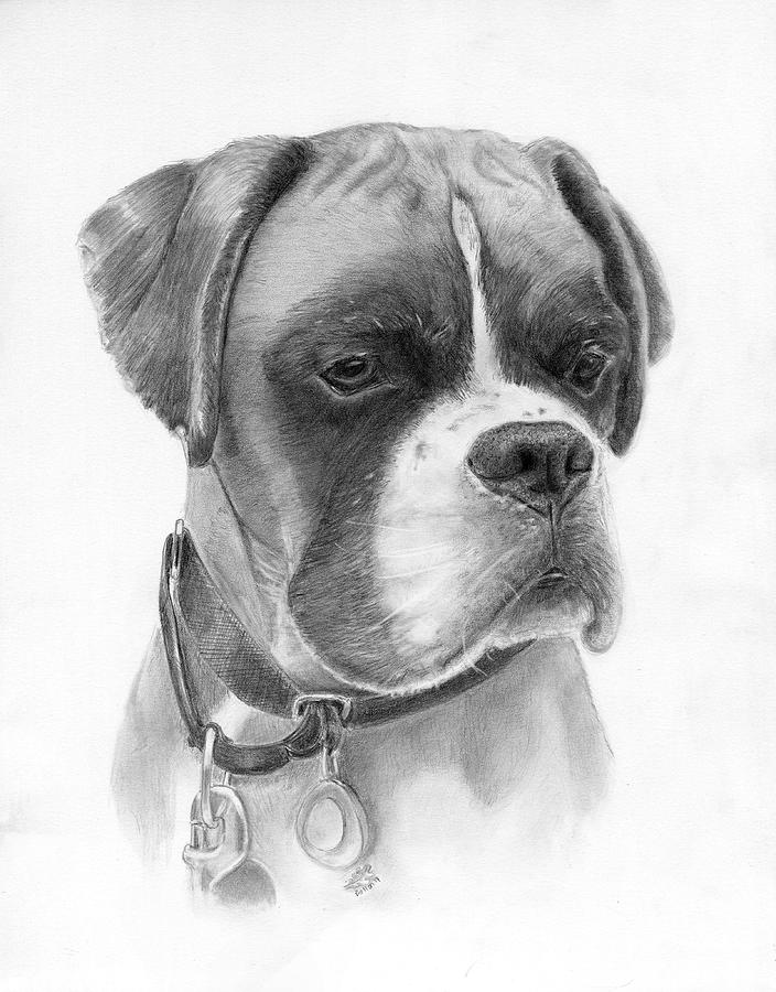 The Boxer Drawing by Lauren Bellon - Fine Art America