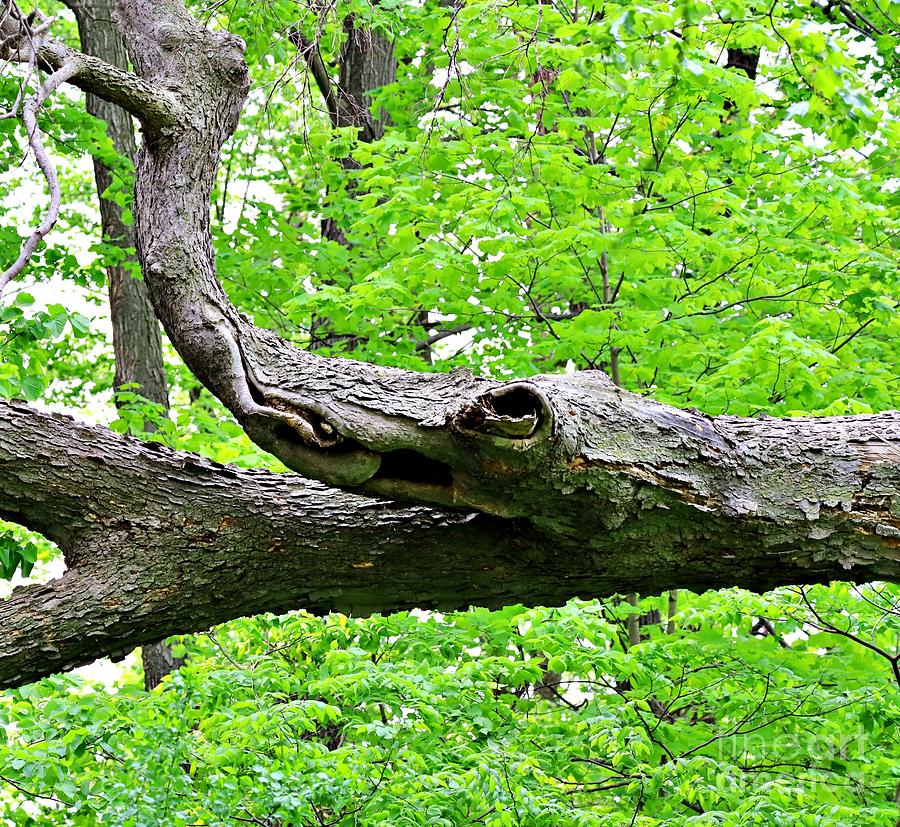 Madison Photograph - The Branch That Looks Like an Alligator by Martha Sherman