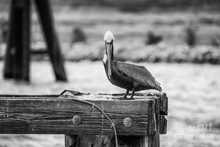 Pelican Photograph - The Bridge Tender - BW by Scott Pellegrin