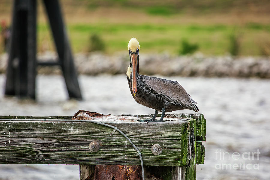 Pelican Photograph - The Bridge Tender by Scott Pellegrin