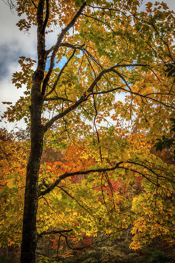 The Bright Gold Colors of Autumn Photograph by Debra and Dave