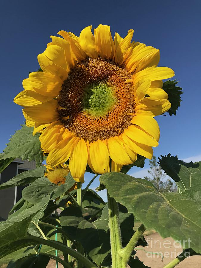The Brightest Sunflower Photograph by Carol Groenen