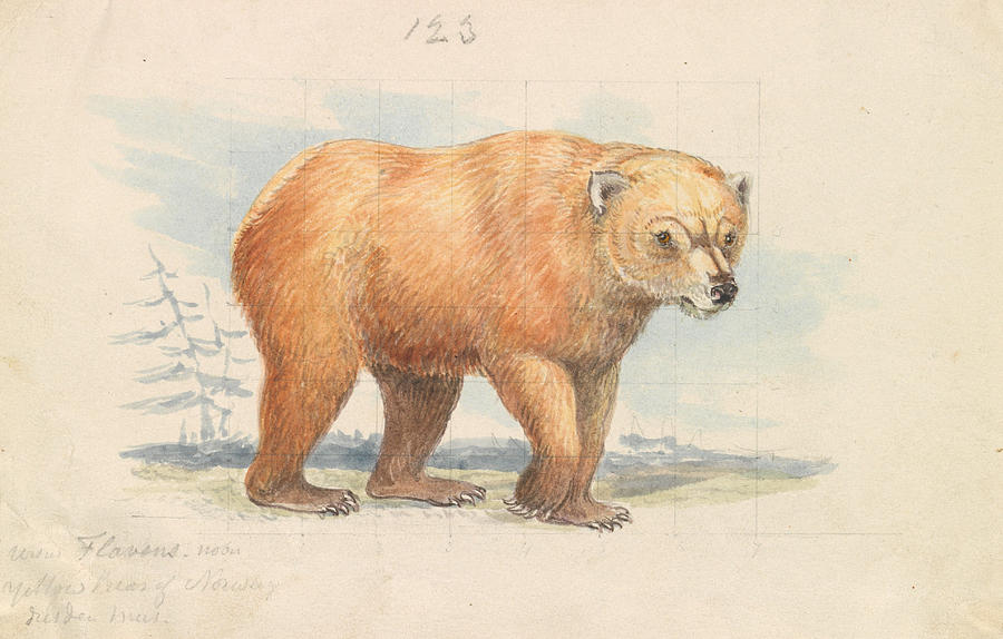 The Brown Bear Drawing by Charles Hamilton Smith