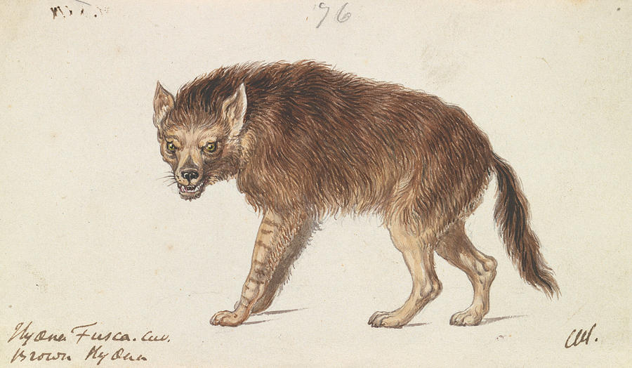 The Brown Hyena Drawing by Charles Hamilton Smith