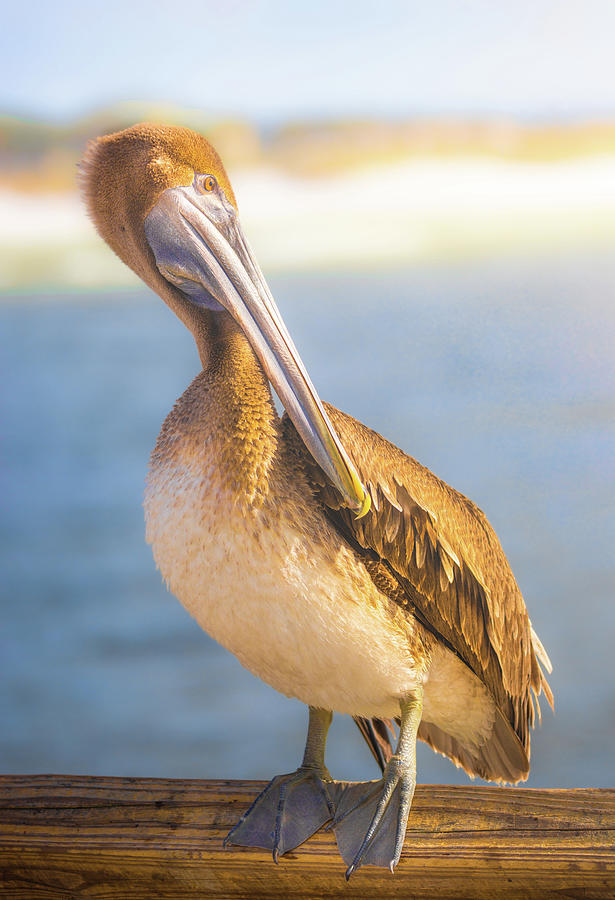 The Brown Pelican Florida Coast Photograph by Jordan Hill