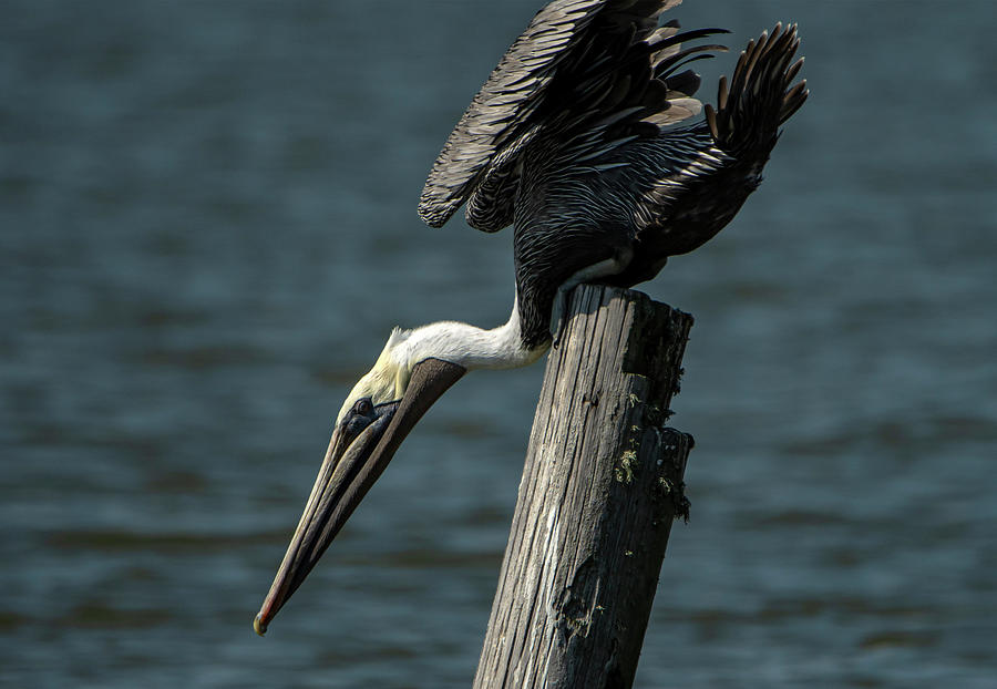 The Brown Pelican Photograph by Sandra Js