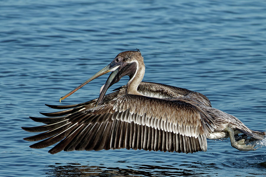 Pelican Photograph - The Brown Pelican Take Off by Darrell Gregg