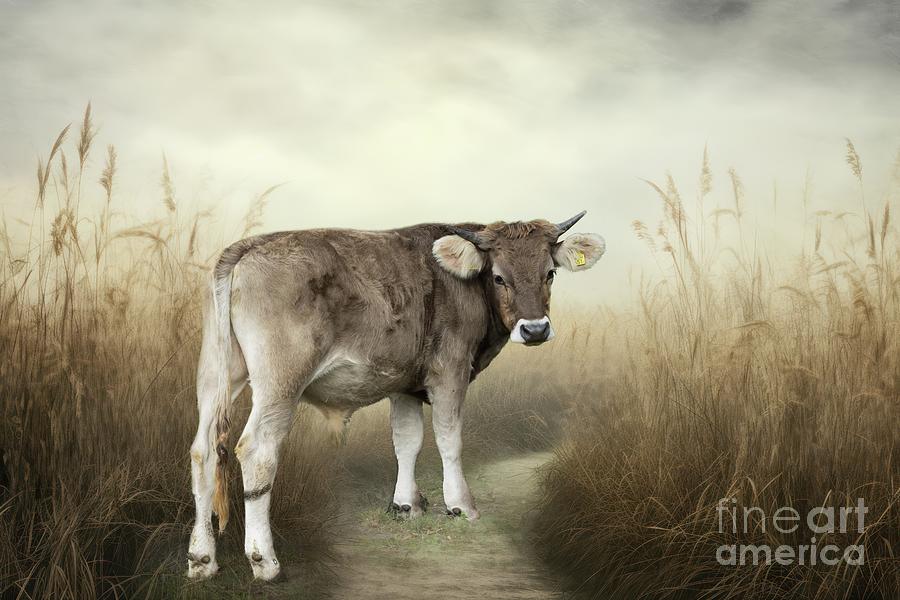 Brown Swiss Mixed Media - The Brown Swiss by Eva Lechner