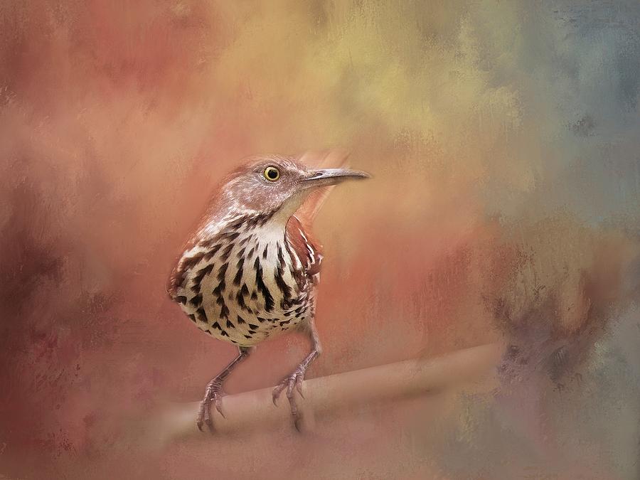 The Brown Thrasher Photograph by Marjorie Whitley