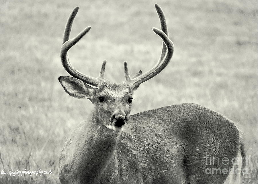 The Buck In August Photograph